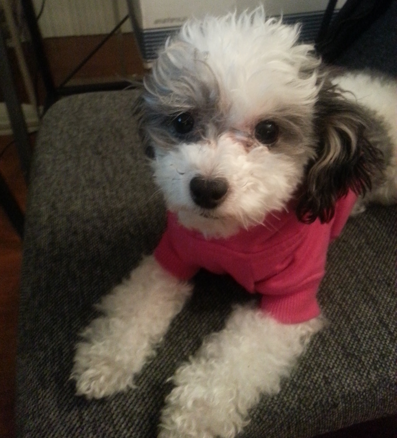 This is Bella after her haircut. Photo credit: Marco Berardini Bella