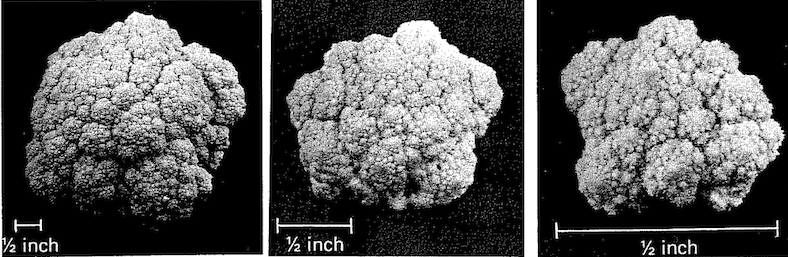 cauliflower.png