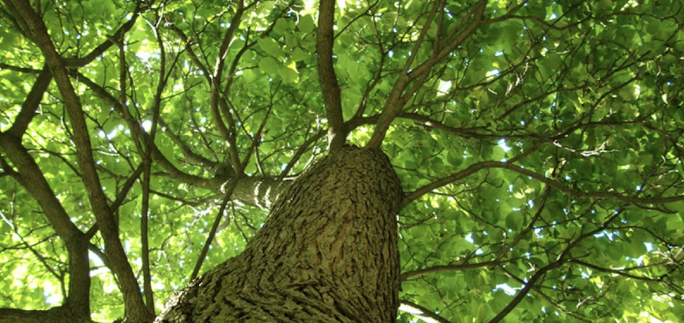 tree_canopy.png